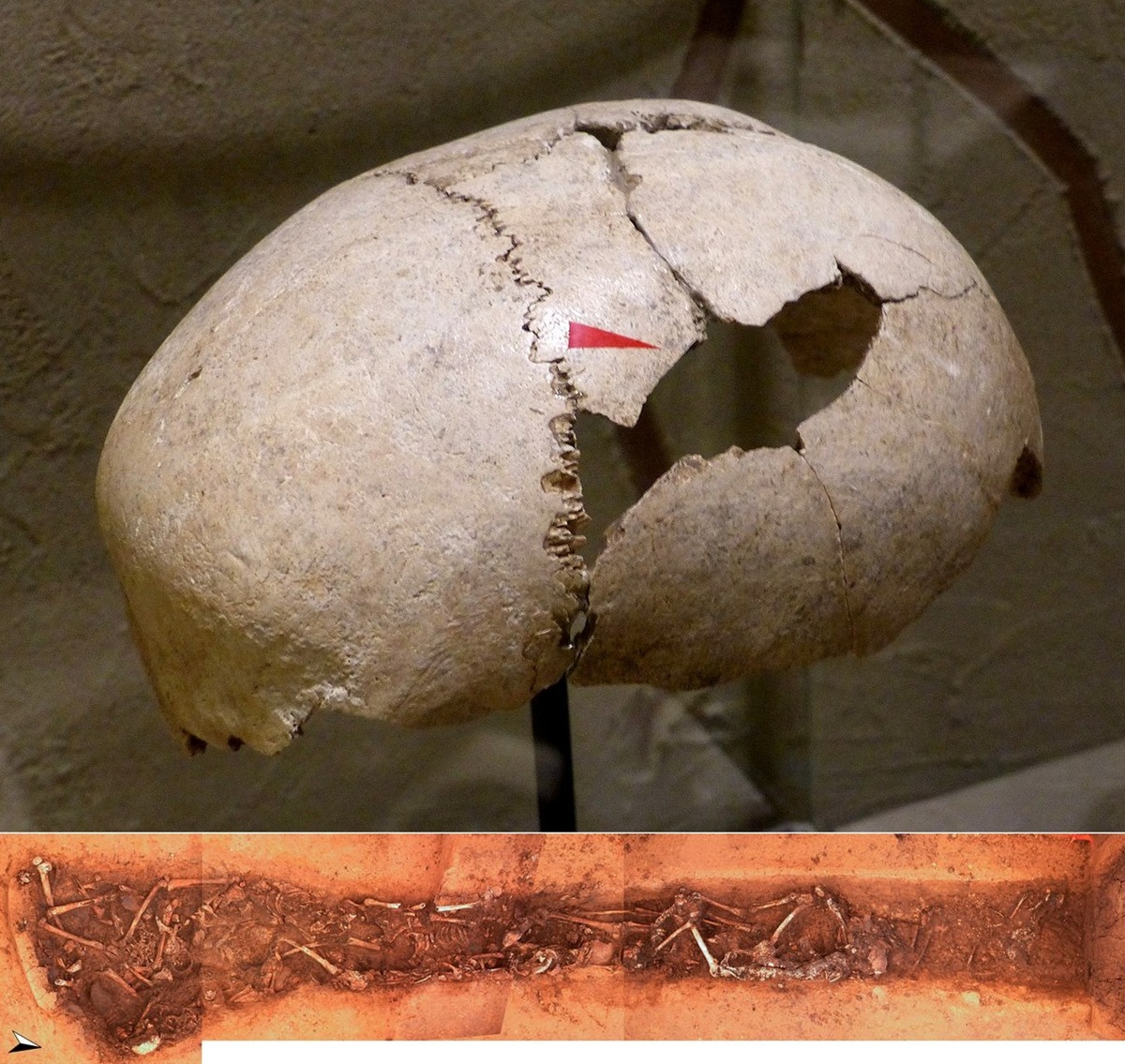 Череп 50-летней женщины (верхнее фото) и массовое захоронение &ndash;&nbsp;&laquo;Тальхаймская яма смерти&raquo; (нижнее фото). Фото:&nbsp;Wolfgang Sauber&nbsp;/ Wikipedia,&nbsp;Meyer et al., 2015