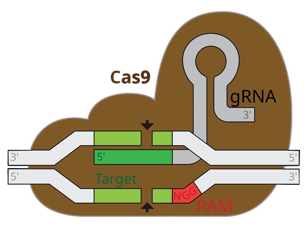 Система CRISPR Cas9. Фото: marius walter / Wikipedia