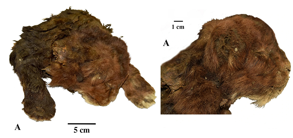 Снимки мумии <em>Homotherium latidens. </em>Фото: Lopatin, A.V., Sotnikova, M.V., Klimovsky, A.I. et al. / Sci Rep