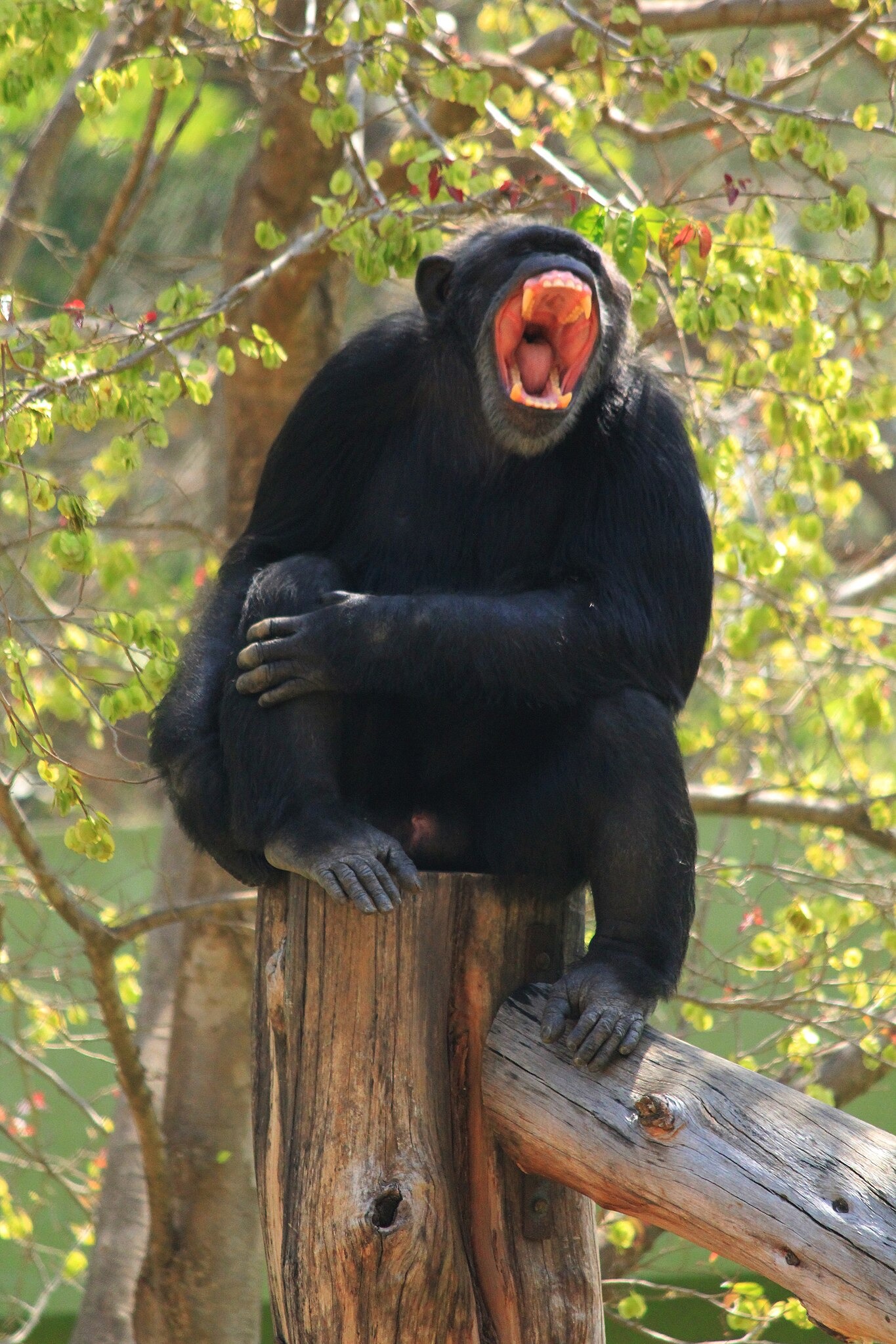 Шимпанзе. Фото:&nbsp;Mithunms06&nbsp;/ Wikipedia