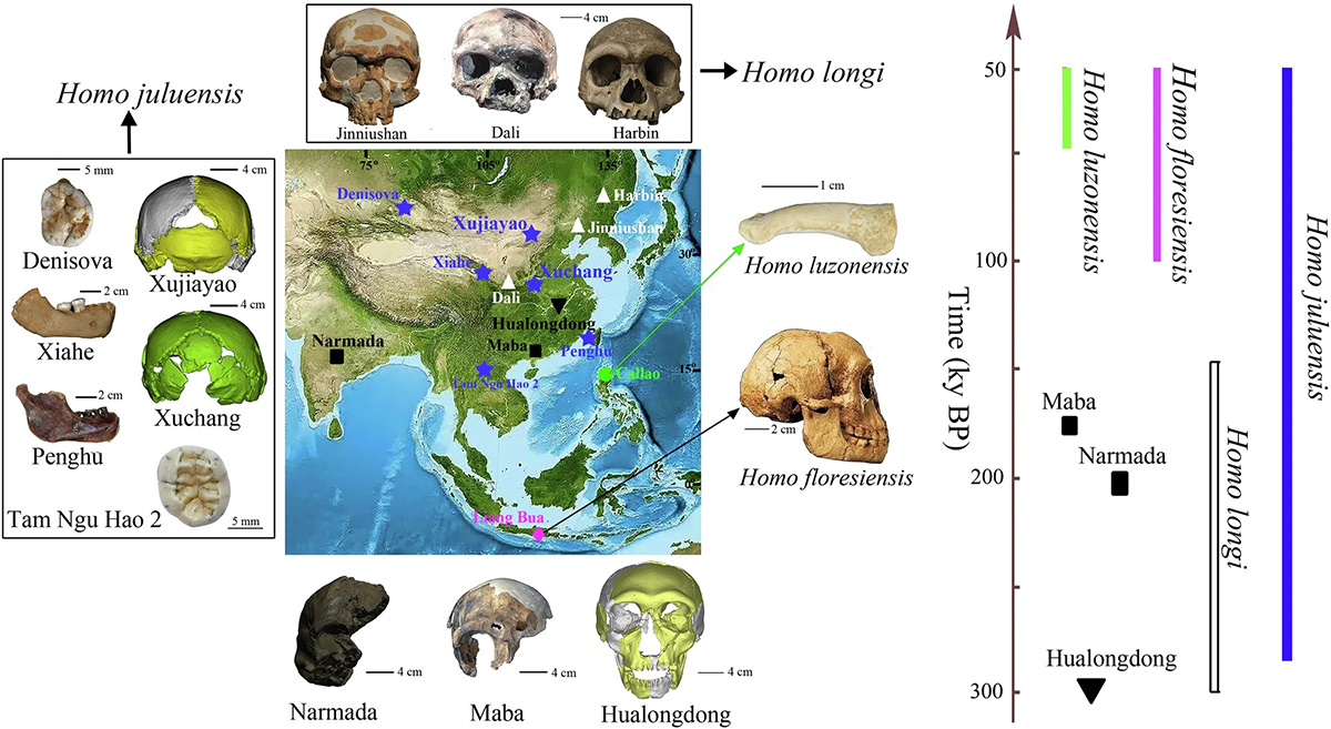 Фото: Bae, C.J., Wu, X. Making sense of eastern Asian Late Quaternary hominin variability