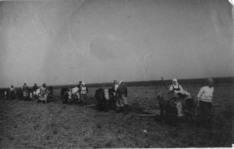 Полевые работы в колхозе &laquo;Красный Пахарь&raquo;. Фото:&nbsp;Череповецкое музейное объединение&nbsp;/&nbsp;russiainphoto.ru