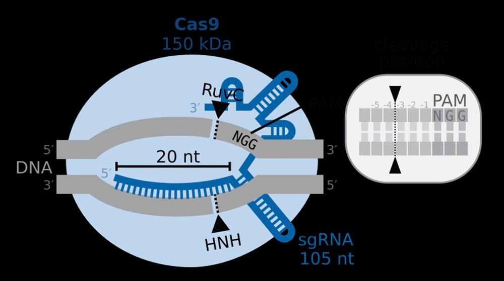 Схема CRISPR/Cas9. Фото:&nbsp;J.J.Froehlich&nbsp;/ Wikipedia