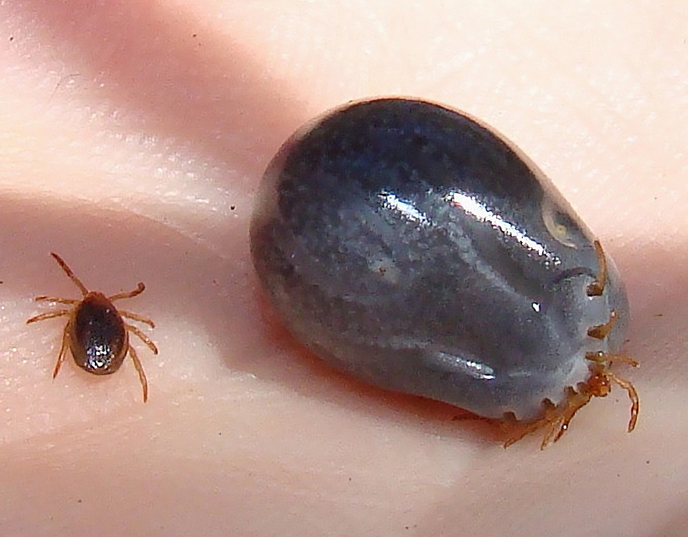 Клещ Ixodes holocyclus до и после питания кровью. Фото: Bjørn Christian Tørrissen / Wikipedia
