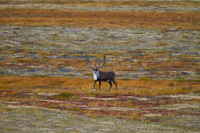 Фото:&nbsp;darwinmuseum.ru