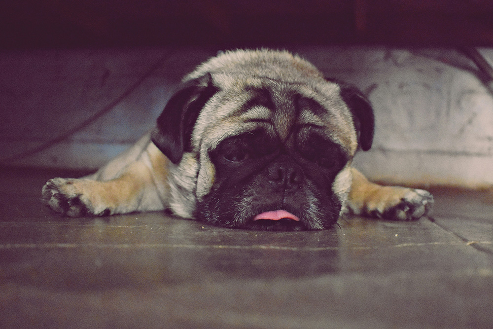 Фото:&nbsp;Kirstell Pauldoss/Unsplash