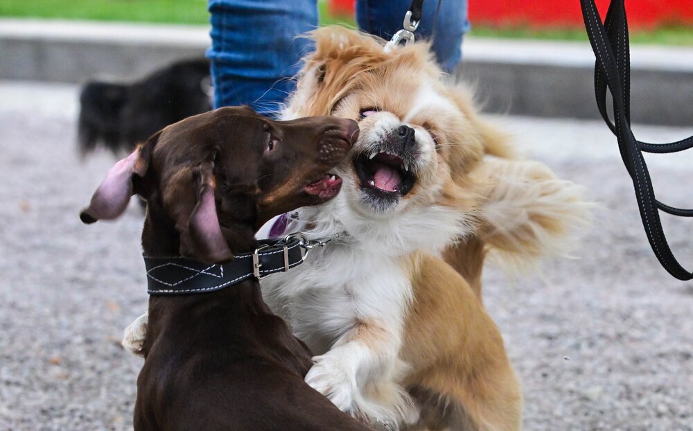 Фото:&nbsp;Киселев Сергей&nbsp;/ Агентство &laquo;Москва&raquo;