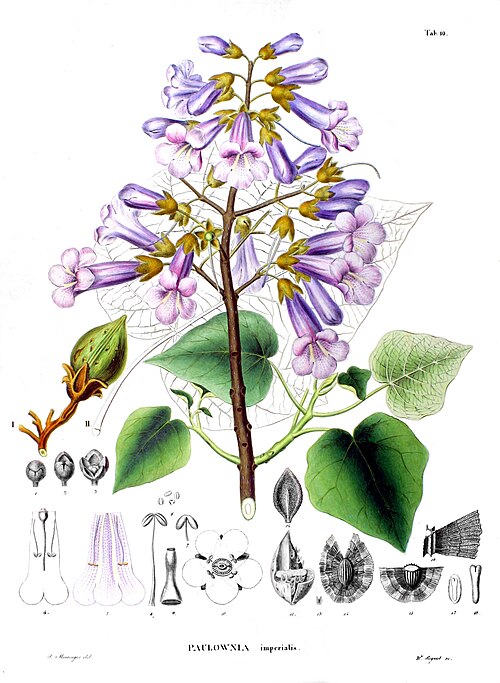 Paulownia imperialis, ботаническая иллюстрация&nbsp;из книги Зибольда и Цуккарини. Фото: общественное достояние