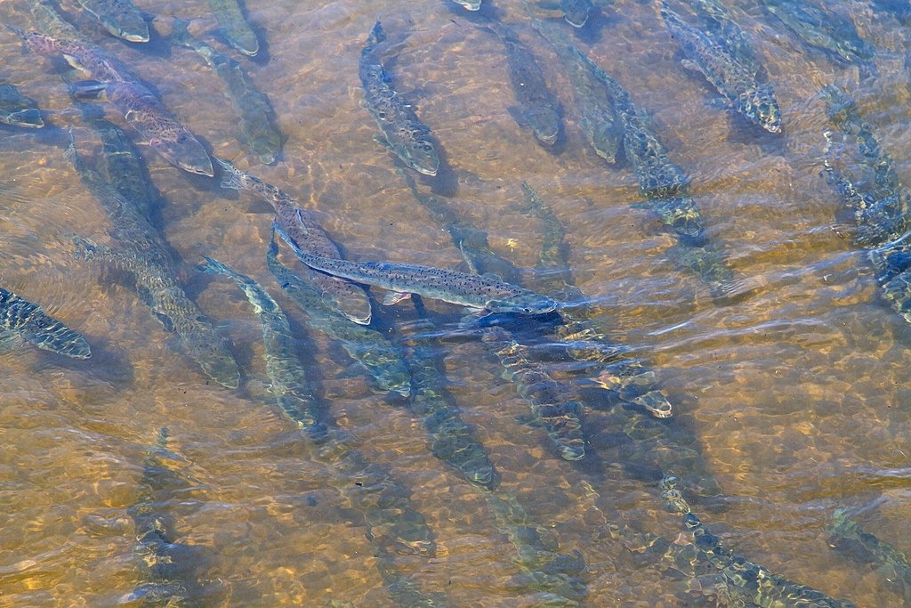 Рыба во время нереста. Фото: Vera.vvo / Wikipedia