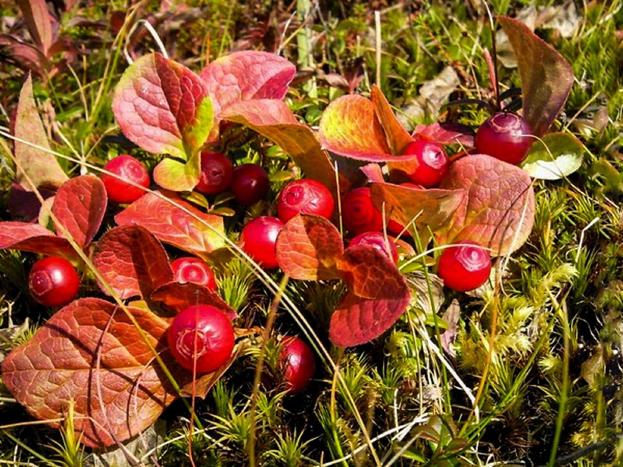 Фото:&nbsp;YakovLew&nbsp;/ Wikipedia