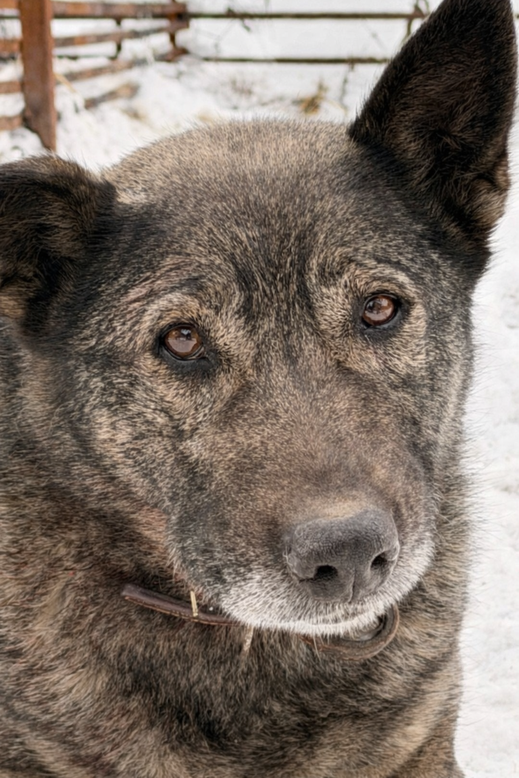 Собака Боня. Фото: vk.com/priuttogo