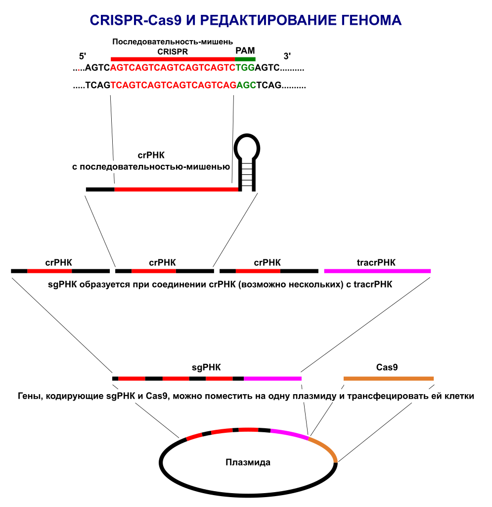 Схема конструирования плазмиды CRISPR Cas9. Фото: Nielsrca, Kaidor
