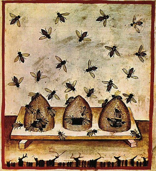 Пчеловодство (Tacuinum sanitatis). Фото: общественное достояние