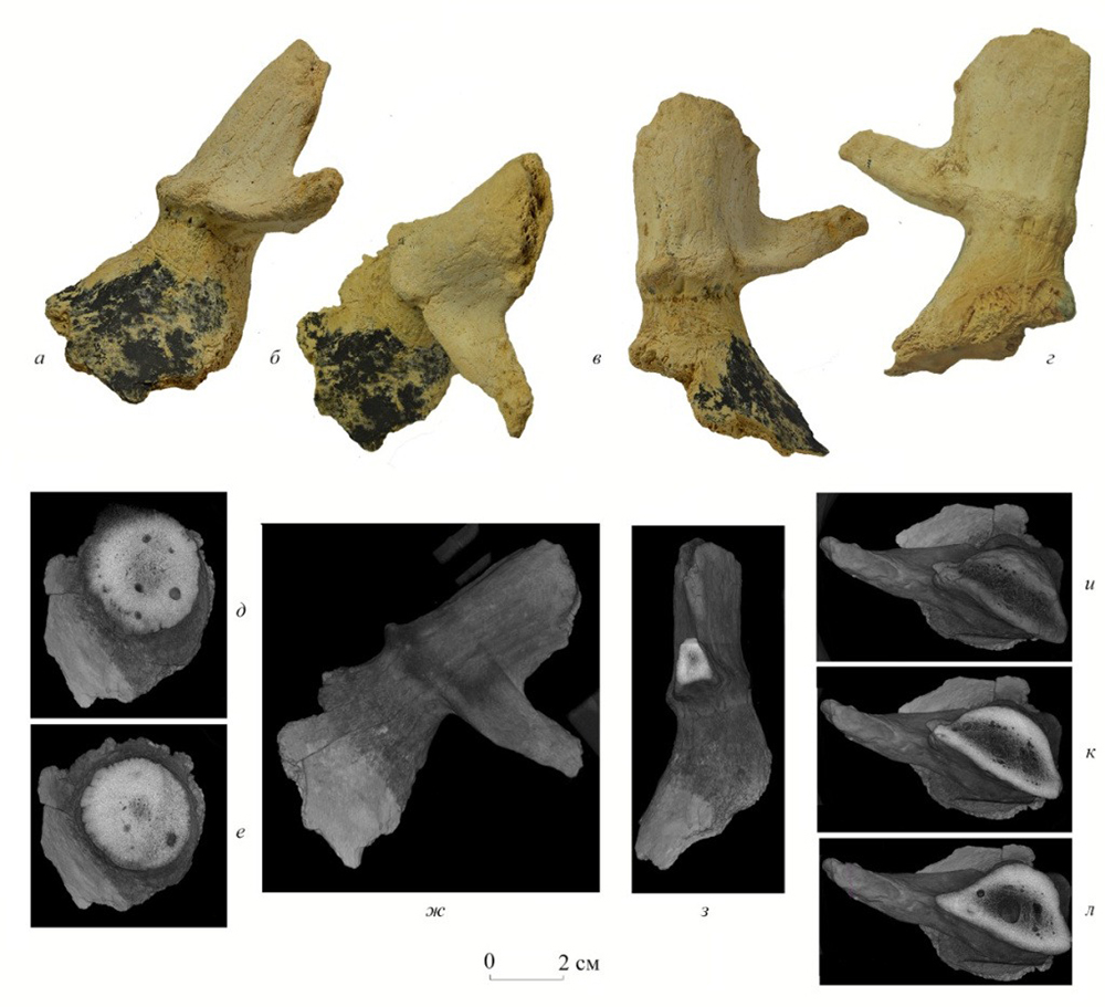 Рога лани Dama pontica. Фото: Vislobokova I.A. / Paleontological Journal