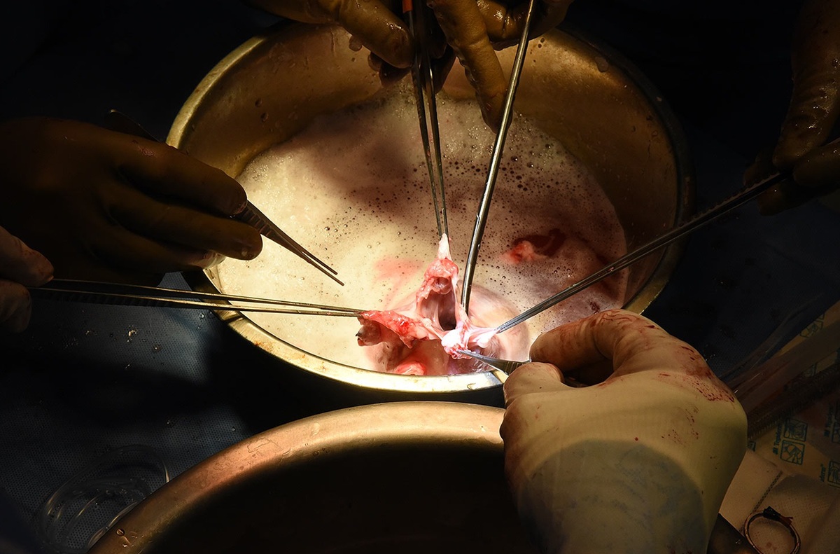 Фото:&nbsp;University of Maryland School of Medicine