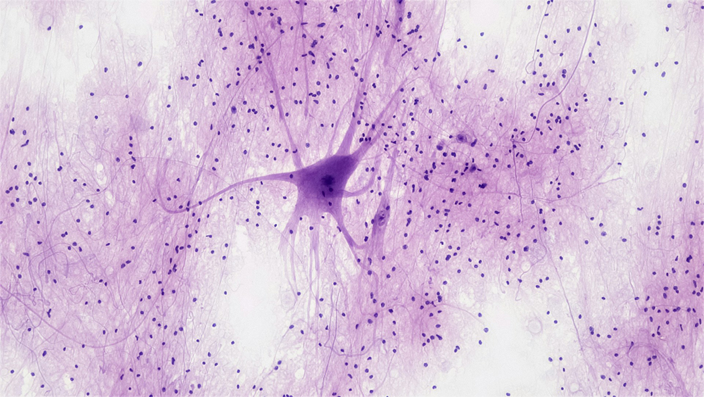 Фото: Bioscience Image Library by Fayette Reynolds / Unsplash