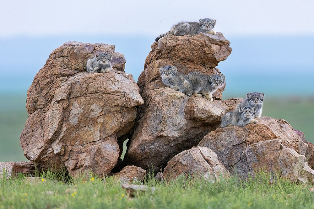 Фото: vk.com/goldenturtle