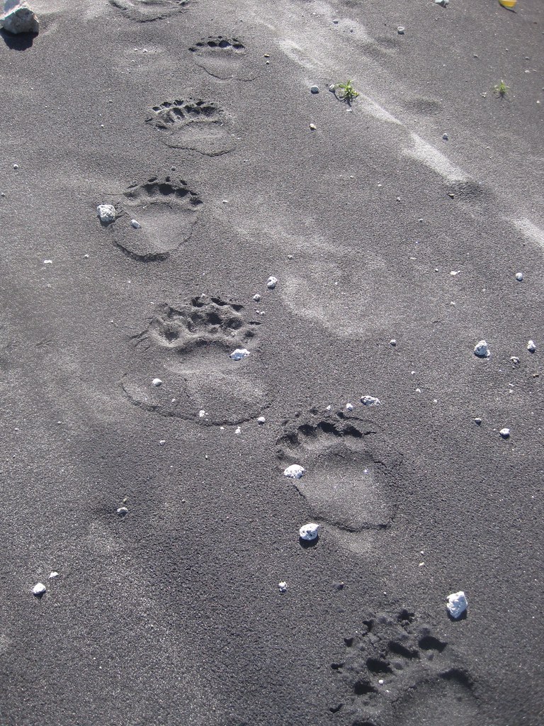 Медвежьи следы на пляже. Фото: kirilka / Flickr