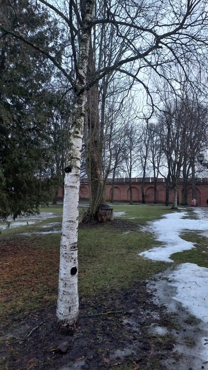 Берёза у стен&nbsp;Новгородского кремля. Фото: Дмитрий Асташкин