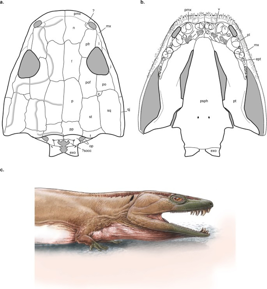 Художественная реконструкция <em>Gaiasia jennyae. </em>Фото: Marsicano, C.A., Pardo, J.D., Smith, R.M.H. et al. / Nature