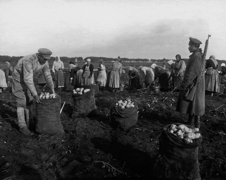 Крестьяне собирают картофель под наблюдением вооруженной охраны. Фото: Центральный государственный архив кинофотофонодокументов Санкт-Петербурга