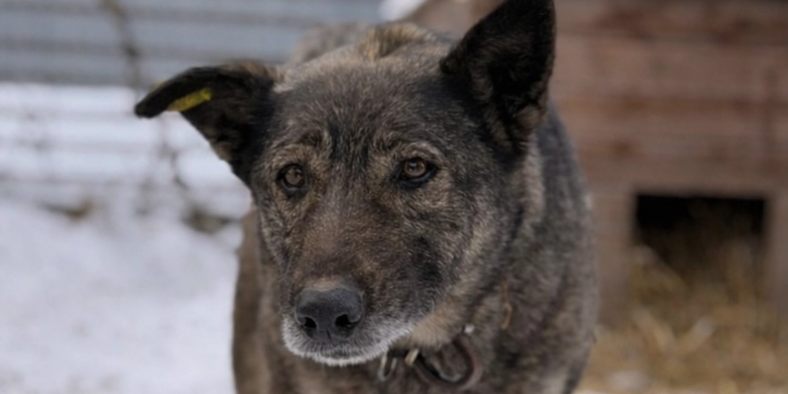 Собака Боня. Фото: vk.com/priuttogo