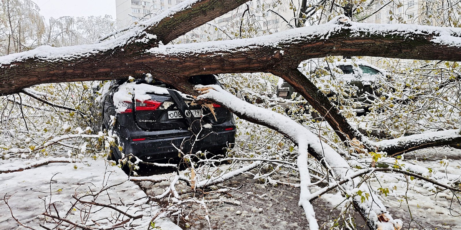 Фото: Нафикова Светлана / Агентство «Москва»